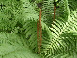 Osmunda cinnamomea