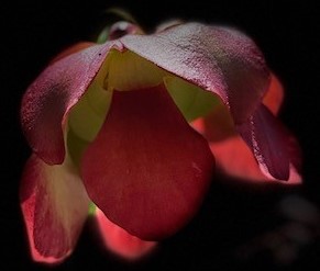Sarracenia rubra flower